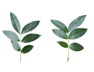 Fototapeta premium green leaves isolated on white background
