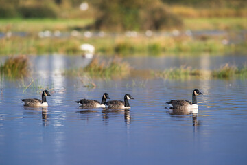 Canada Goose, Branta canadensis birdson on Marshes at winter time