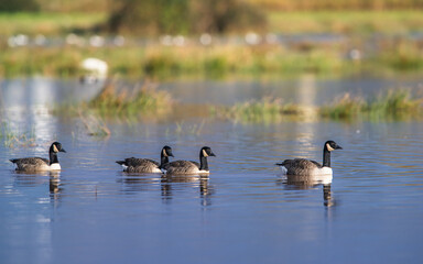 Canada Goose, Branta canadensis birdson on Marshes at winter time