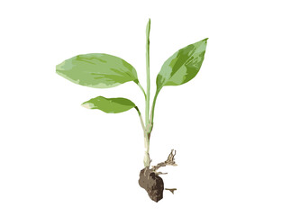 plant with roots isolated