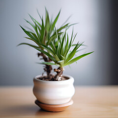 Green plant in a pot on the wooden table. soft focus background