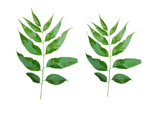 Fototapeta premium set of leaves
