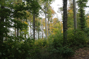 Autumn Forest Scene