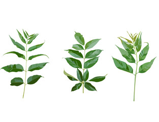 green plant isolated on white background