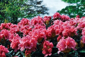 Closeup shot of Rhododendron flowers