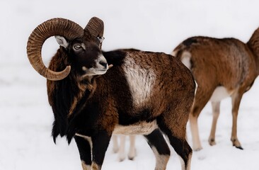 Large rams on a snowy mountain range in the wild - obrazy, fototapety, plakaty