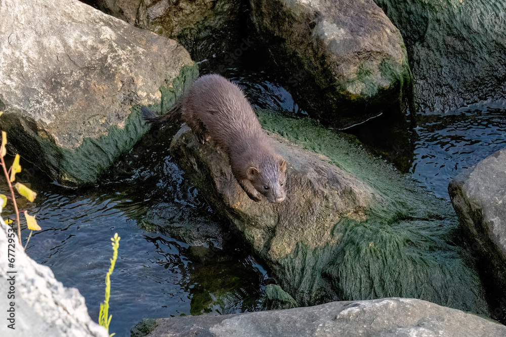 Canvas Prints American mink (Neovison vison), on the hunt on the lake Michigan.