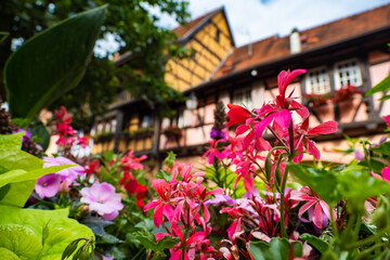 Fototapeta na wymiar the colorful half timbered building in the streets of the beautiful Alsace village Riquewihr
