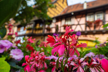 the colorful half timbered building in the streets of the beautiful Alsace village Riquewihr