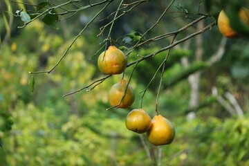 Selective focus of green mandarin oranges on a tree branch with grass blurred background