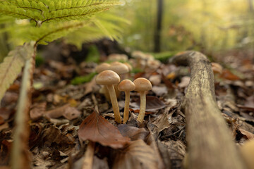 trzech muszkieterów © Felicjan