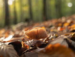 słoneczny grzyb © Felicjan