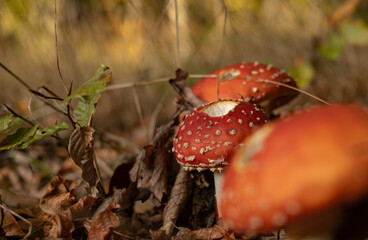 muchomory © Felicjan