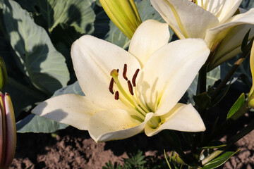 white lily bud close-up in sunlight in a blooming garden