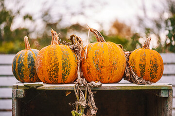 Several ripe orange pumpkins on a wooden table. Autumn harvest. Halloween