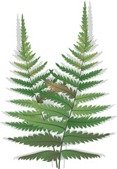 Fern's​ leaf isolated​ on​ white​ background​.Forest fern leaves. Vector illustration.