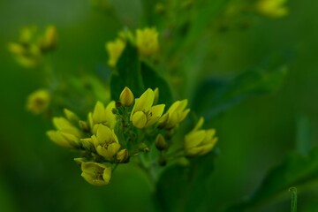 Closeup of the delicate yellow flowerheads of a garden loosestrife, lysimachia vulgaris