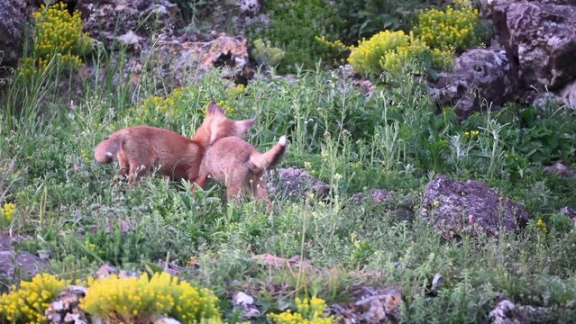 Fox Young Pups are playing in the grass near the burrow. Vulpes vulpes. Slow motion. Close up.