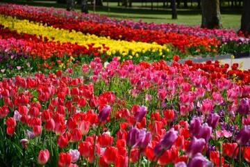 Beautiful shot of colorful garden tulips in a park