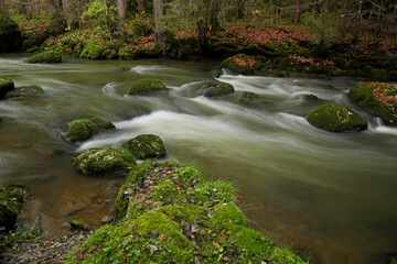 Wildbach im Allg&auml;u.