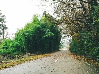 Fototapeta premium Asphalt road surrounded by trees and covered with leaves in autumn