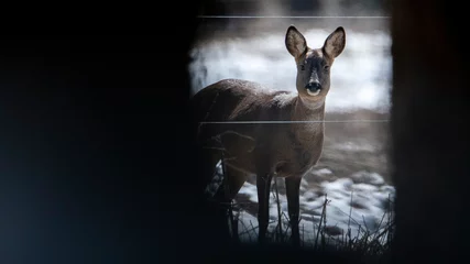 Badkamer foto achterwand Roe deer (Capreolus capreolus). Corzo. © Uri Ponsa Wildphoto