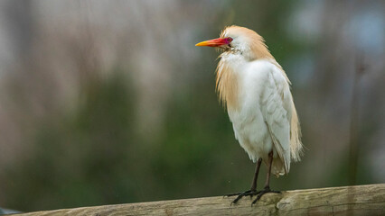 Cattle egret (Bubulcus ibis). Garza boyera.