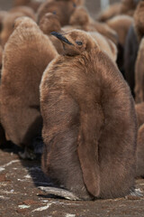 Young King Penguin (Aptenodytes patagonicus) covered in brown fluffy down at Volunteer Point in the Falkland Islands. © JeremyRichards