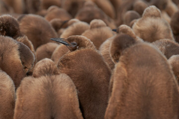Young King Penguin (Aptenodytes patagonicus) covered in brown fluffy down at Volunteer Point in the Falkland Islands.