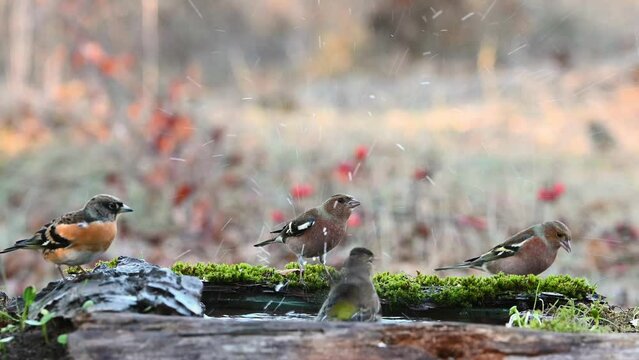 A group of different songbirds in the forest drinking water, bathing. Flying birds.