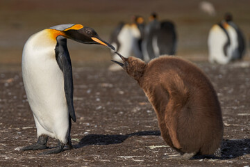 Adult King Penguin (Aptenodytes patagonicus) interacting with nearly fully grown and hungry chick...