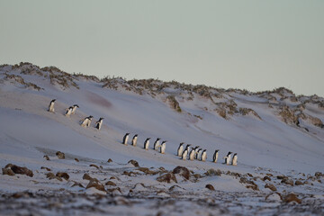Group of Gentoo Penguins (Pygoscelis papua) descend a sandy bank as they head to the sea at...