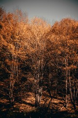 Vertical shot of autumn trees in a forest in Lesidren, Bulgaria