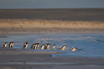 Group of Gentoo Penguins (Pygoscelis papua) enter the sea at Volunteer Point in the Falkland Islands.