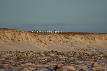 Group of Gentoo Penguins (Pygoscelis papua) standing at the top of a sandy bank looking for Sea...