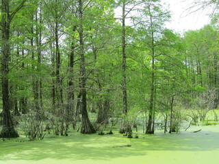 Obraz premium Cypress and Tupelo Tress in Lake Martin Swamp in Louisiana