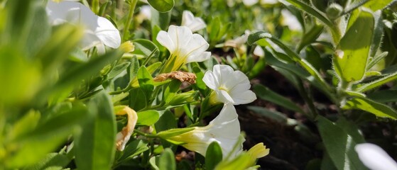 Panoramic closeup shot of white flowers and green leaves in a garden on a summer day