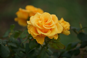 Orange yellow remember nothing, no matter how late.