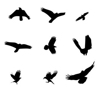 Flying crow realistic vector set  illustration of silhouettes flying bird decoration.