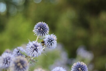 Closeup shot of southern globe thistle flowers in a field isolated on a blurred background