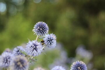 Obraz premium Closeup shot of southern globe thistle flowers in a field isolated on a blurred background