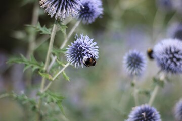 Closeup shot of southern globe thistle flowers in a field isolated on a blurred background
