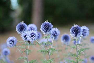 Closeup shot of southern globe thistle flowers in a field isolated on a blurred background