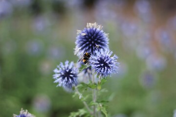 Closeup shot of southern globe thistle flowers in a field isolated on a blurred background