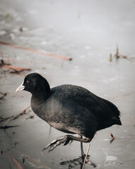 coot by the lakeside