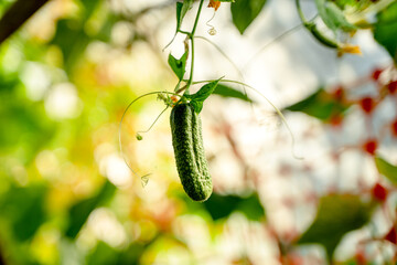 Cucumber on a branch in the greenhouse
