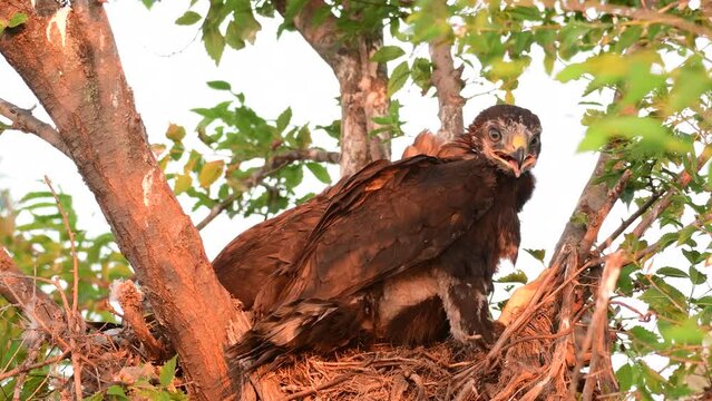 Common buzzard buteo buteo, in the wild. Chick in the nest .
