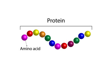 Proteins structure. Building units, Amino acids molecules. Scientific vector illustration.