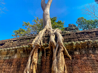 Ta Prohm, a mysterious temple of the Khmer civilization, located on the territory of Angkor in Cambodia