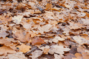 autumn leaves background